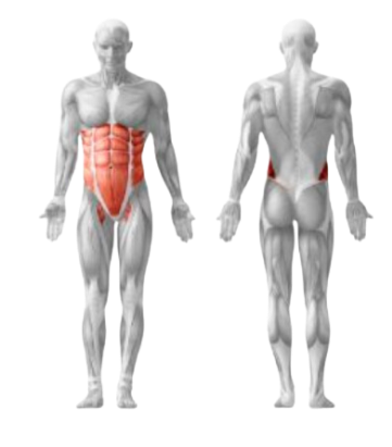 Spiergroepen die de abdominal crunch traint